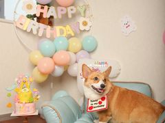 -超宠爱宠物摄影-Super pet