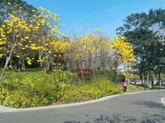 -映月湖公园