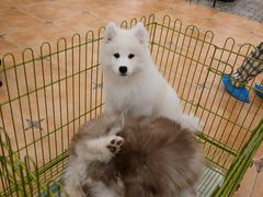-Let's go狗咖·猫咖·奶狗·桌游(春熙路IFS店)