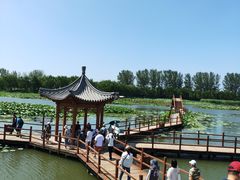 -白洋淀景区