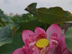 -莲花池公园