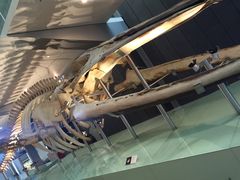 -墨尔本博物馆(Melbourne Museum)