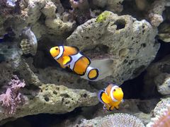 -迪拜水族馆及水下动物园