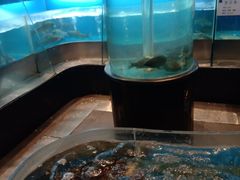-眉州东坡(北苑华贸店)