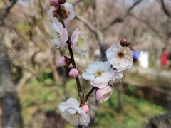 -梅花山(明孝陵内)