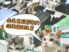 -瑞派动物医院·猫专科·至诚(江南中分院)