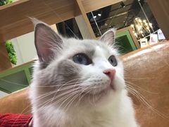 -藏猫猫咖啡主题馆(中央大道店)