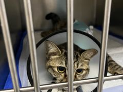 -中农国际动物医院24小时·猫科·骨科·急重症中心