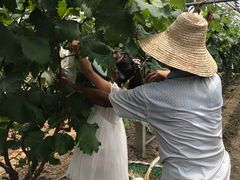 -马陆小张葡萄园农家乐