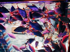 -福田农产品批发市场有限公司蔬菜交易区