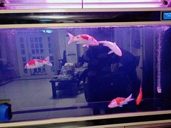 -中环花鸟鱼虫市场