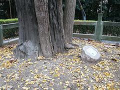 -上海佘山国家森林公园天马山园