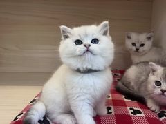 -柚子猫舍·精品猫舍购猫·猫咪认养·购宠·宠物店
