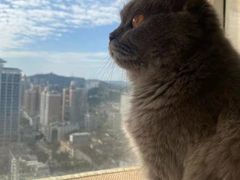 -猫にゃん · 猫的隐藏屋猫咖(麦地旗舰店)