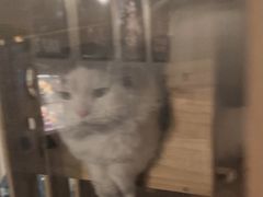 -Mr.Fox狐狸先生超级密室(南山店)