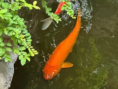 -鲤院·新中式美学·庭院餐厅(夫子庙店)