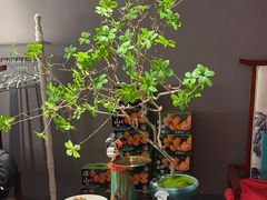 -金狮麟·新豫菜(杏石口路店)