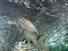 -悉尼海洋生物水族馆