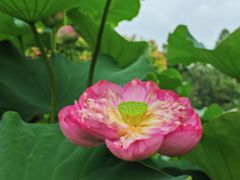 -广州莲花山旅游区
