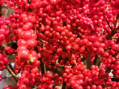 -双季花艺园艺市场(浦东店)