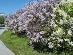 -群力丁香公园