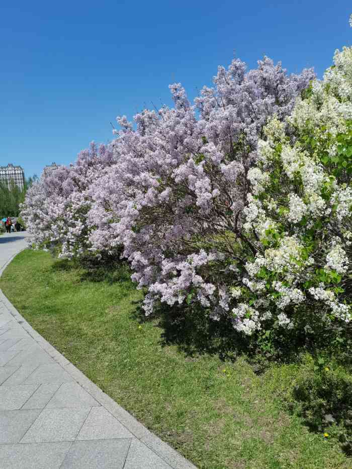 群力丁香公园-"丁香公园在群力景江东路上,面积很大,跟公.