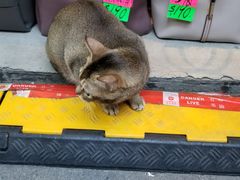 -澳洲牛奶公司(佐敦店)
