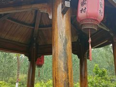 -合肥滨湖国家森林公园