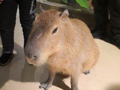 -萌宠奇缘