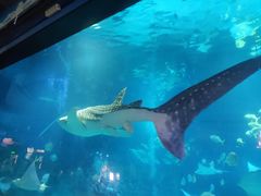 -烟台海昌鲸鲨海洋公园