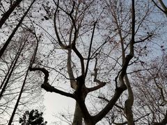 -徐家汇源景区-衡山公园