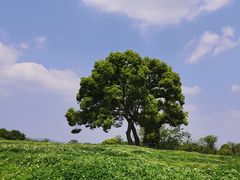 -良渚古城遗址公园