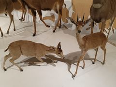 -陕西自然博物馆