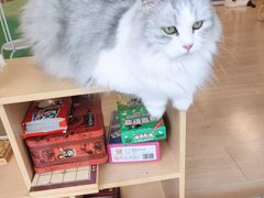-MOYOYO猫咪咖啡店