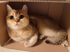 -猫大福·Fortune Cat猫舍(百子湾店)