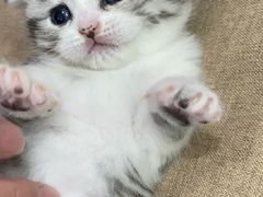 -瑞派宠物医院(搏威敦和院)