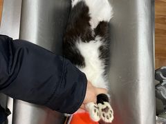 -瑞派名望志远动物医院·猫科·內科·异宠专科(直港大道店)