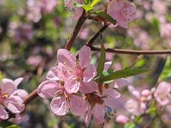 -金鸡湖桃花岛