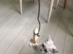 -喵的天空名猫咖啡馆·撸猫·猫舍·用品