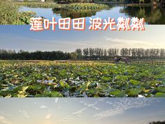 -白洋淀景区