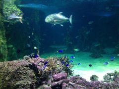 -悉尼海洋生物水族馆