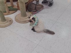 -喵园·猫主题咖啡厅·撸猫·猫咖(国贸店)