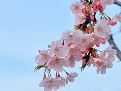 -顾村公园