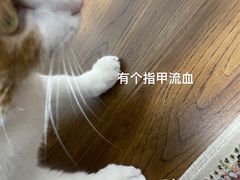 -纳吉亚猫专科动物诊疗中心(蒋宅口分院)