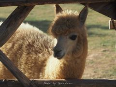 -泉州海丝野生动物世界