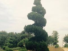 谷里薰衣草庄园-大塘金香草谷