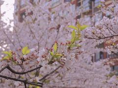 -高东镇樱花园