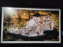 -罗红摄影艺术馆