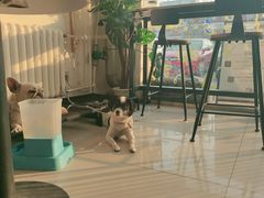 -平行世界·猫咖(首经贸店)
