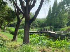 -陈家山荷花公园